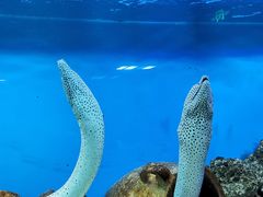 -御唐府海珊瑚主题餐厅