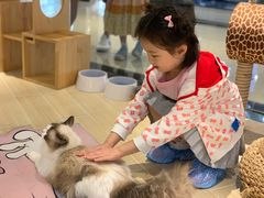 -momokira米努特·德文卷毛猫·棉花面纱犬