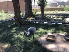 -新疆天山野生动物园