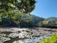 -野象谷景区