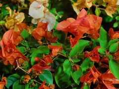 -溪岸路花鸟市场