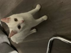-猫尾侦探俱乐部·剧本杀·狼人杀