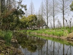 -上海长兴岛郊野公园