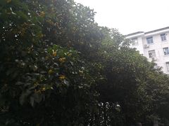 -清晏园