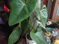 -何兮花店·气球派对鲜花店(马桥银春路万科城店)