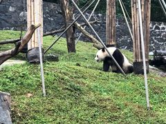 -都江堰中华大熊猫苑