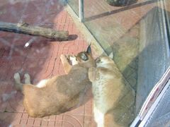 -西霞口神雕山野生动物世界