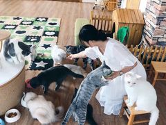-猫的茶·猫咖