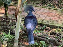 -吉隆坡雀鸟公园
