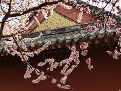 -桃花堤公园