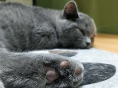 -猫亿天猫咖