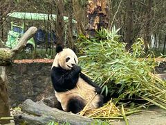 -都江堰中华大熊猫苑