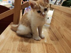 -猫的天空之城概念书店(束河店)