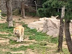 -西霞口神雕山野生动物世界