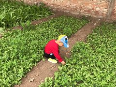 -万源龙顺度假庄园生态观光园