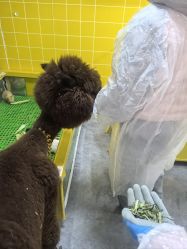 -神奇动物撸宠馆·羊驼·小浣熊·异宠(豫园店)