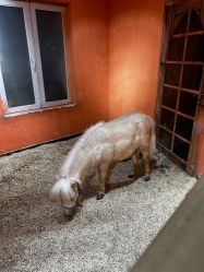 -Zoolung Zoolung动物主题公园(海信广场店)