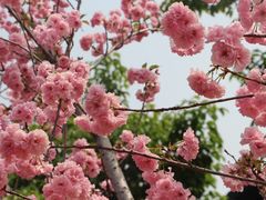 -天适樱花悠乐园