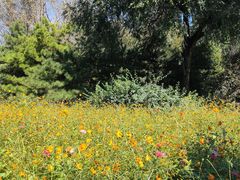 -朝阳公园游乐园