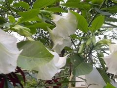 -西双版纳原始森林公园