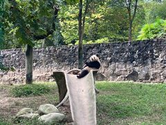 -都江堰中华大熊猫苑