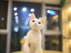 -柚子猫舍·精品猫舍购猫·猫咪认养·购宠·宠物店