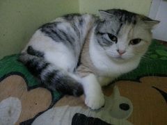 android_upload_pic-猫色咖啡·猫咖