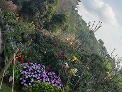 -深圳仙湖植物园