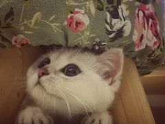 -瑞派名望24h动物医院异宠专科·猫专科·骨科·重症监护分院