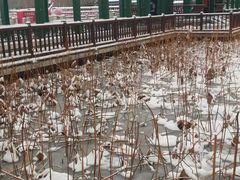 -莲花池公园