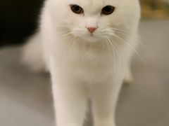 -飞行喵MR PILOT|猫舍·猫咖(静安大融城店)