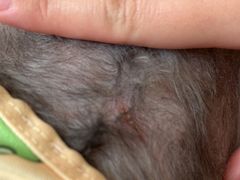 -BABIT巴比特宠物(MOMOPARK店)