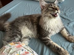 -十年猫舍·猫咪专门店(普陀店)