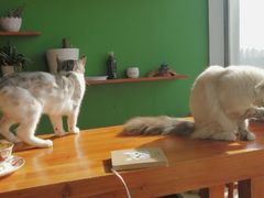 -喵店&猫咖