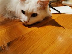 -猫小院猫主题餐厅(三里屯店)