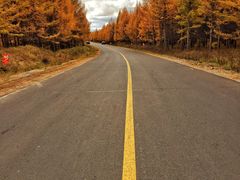 -乌兰布统景区-白桦林