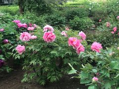 -黄村公园