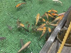 -金河半岛园林酒家(金融城店)