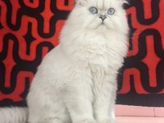 -御宝贝·A梦猫科宠物医院(国际猫友好医院)