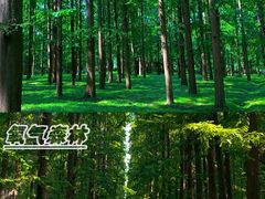 -东平国家森林公园