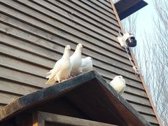 -长白岛森林公园