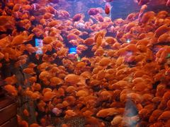 -太平洋海底世界