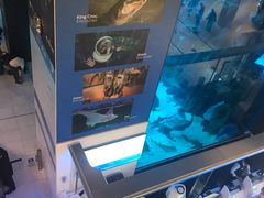 -迪拜水族馆及水下动物园