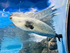 -上海海洋水族馆