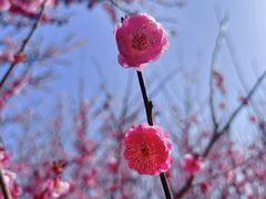 -花开海上生态园
