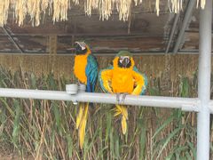 -西霞口神雕山野生动物世界