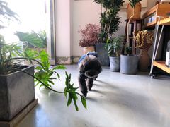 -唐咖精品咖啡(大理古城手冲店)