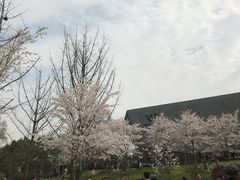 -武汉大学-樱园