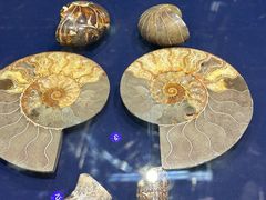 -青岛贝壳博物馆