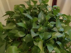 -洛阳宴·洛阳菜(南昌路店)